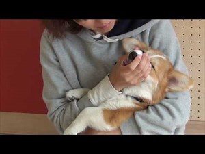 ボディコントロール・マズルコントロール