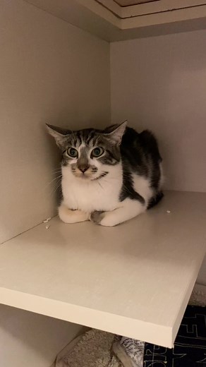 Effective Ways to Socialize Frightened Cats