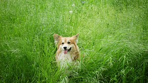 Corgi dog in the grassfield - Free Stock Video