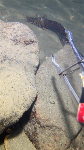 #scubadiving #fishing #gopro #diving #deepsea #crab #eel #beach | Captiwix