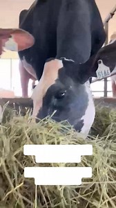 ALPHA*RC! | Blondin Sires Inc.