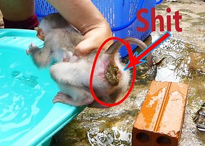 2.3K views · 74 reactions | Alien Shit is Much and Smell so Hard and Mom Immediately Clean it | Monkey Family | Facebook