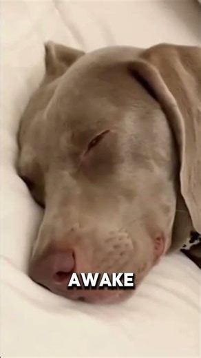 Dog Fake Sleeps To Hog The Bed #dog #dogs #funny