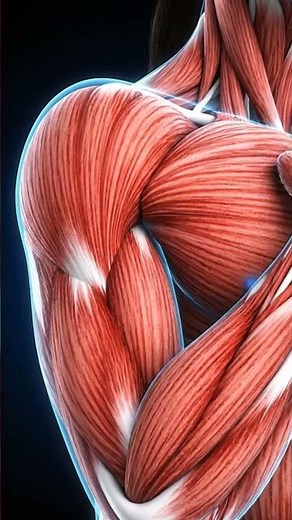 How Your Muscle Cells Flex 💪 | Human Body Explained #science #medicaleducation #immunitysystem