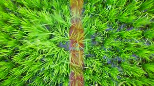 Rustblast | Crop Life Science Ltd.