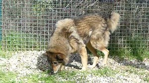 OM INTE EN EGEN HUND SÅ KANSKE EN SOM FADDER TILL PACO ELLER NÅGON AV HANS KOMPISAR Paco har fått smeknamnet 'Popcorn' då han fäller otroliga mängder hår - han har en stor vacker päls som på hösten och våren växer ut och gör att Paco plötsligt ser dubbelt så stor ut. Paco vill inte bli berörd och han är inte säker på människor. Han är mer angelägen om att vara runt få människor om de ger honom mat. Paco har fått några mänskliga vänner genom åren och han är glad att se dem, men fysisk beröring är