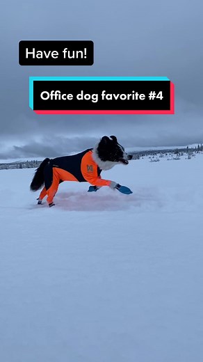 Protector Snow Full Body Suit for Dogs