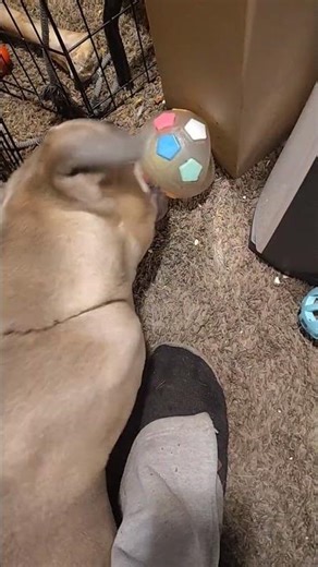 POV storm the puppy vlog #fyp #trending #viral #music #travel