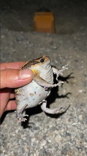 funny frog
