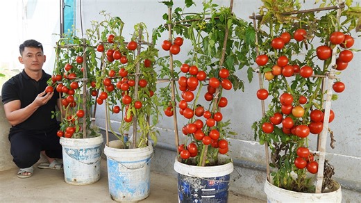 101K views · 1.3K reactions | The Secret To Growing Tomatoes In Containers For Lots Of Fruit | Great DIY Idea | Facebook