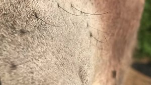 "Our donkey can't stand the goats getting all the attention and wants to be on-camera, too!" Wait for it… | Rumble