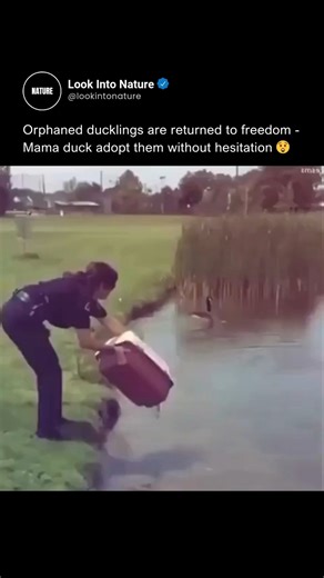 Nature on Instagram: "The incredible power of animal instinct is on full display as a rescuer releases a group of orphaned ducklings into a local pond, hoping for a successful integration. This heartwarming footage captures the exact moment the tiny ducklings swim toward a resident mother duck who is already tending to her own brood. Without hesitation, she begins quacking, actively calling the newcomers toward her, showcasing the remarkable maternal drive that allows these birds to recognize an