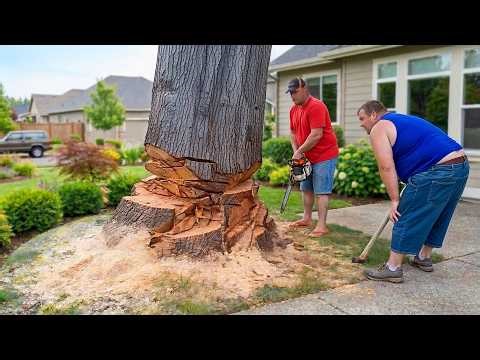 Idiots With Chainsaws: Tree Cutting Fails | Extreme Dangerous Logging Truck Fails #44