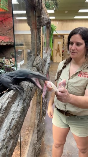 This big guy was being mindful and listening to me, 😋but boy was he quick when it came time for his chicken 🍗 🤣 what a pleasant way to spend a Sunday • • • • #wild #beautiful #wildlife #black #dragon #monitor #lizard #handsome #fun #funny #amazing #animals #cool #video #moments #wow #reels #reelitfeelit #reelsinstagram #instagram #instagood #instadaily #instamood #instalike #instacool | The Reptile Zoo