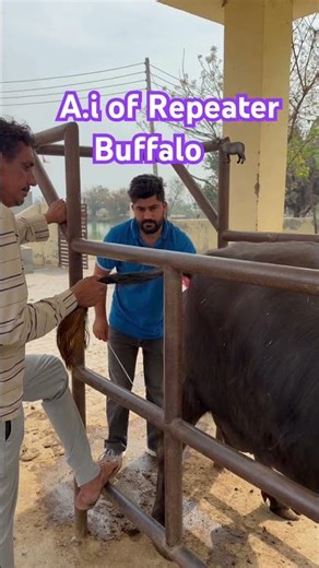 Artificial insemination 🐃