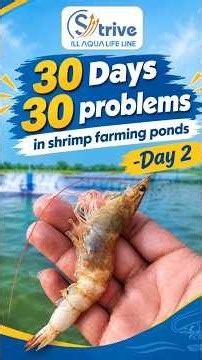 30 Days 30 problems series lo Eroju Day 2 (Dissolved oxygen problem in shrimp farming)