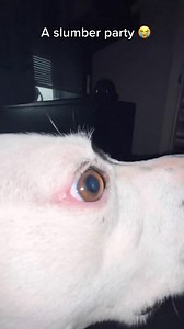 95K views · 3.6K reactions | A slumber party  | Roxy and Remi | Facebook