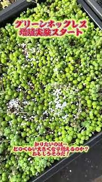 [Green Necklace] [Growth Experiment] I want to know how much it will grow and multiply ✊✨