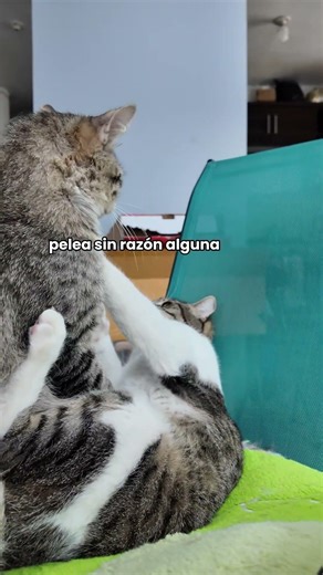 Coco se desquita con su Hermano mayor #cat #viralshorts #gatos #cutecats