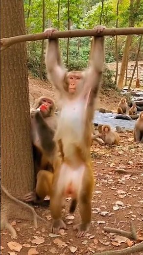 Funniest Monkey Moment Ever! #FunnyMonkey #MonkeyPrank #funnyVideo #AnimalComedy #CuteAnimals #fyp