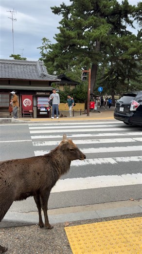 #deer | Alements Dssa