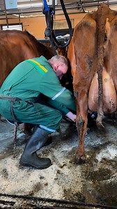 Using a milking stool. #farmerlife | Indae Neng