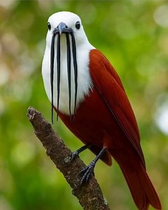 6.5K views · 330 reactions | Cet oiseau fascinant est un mâle de...