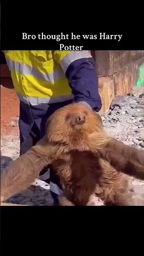 Sloth thought he was Harry Potter #harrypotter #sloth #funny #memes #compilation