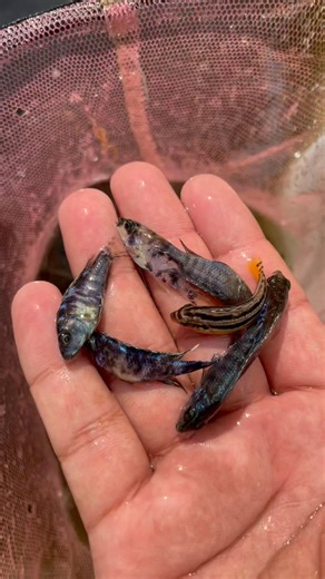 Hasan Aqua House on Reels