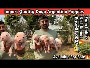 Price-85000/- 😱| Import Quality Dogo Argentino Puppies For Sale 🔥| From India’s No.1 Kennel