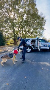 12K views · 515 reactions | @_acek9_ @frog_dog_k9 @sheepdogmics #k9leadstheway Frog Dog K9Police DogSheepdog MicsK9 Hurricane's HeroesPaws Of HonorWild SouthParavet K9Summa.FitWorthless Handler | Erik Larson | Facebook