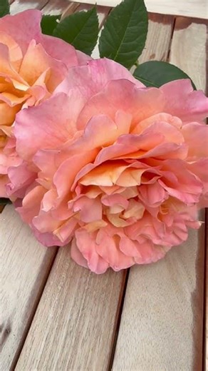 This is hybrid tea Rose ‘Rachel’ named after BBC gardeners world Rachel De Thame, #gardenerben