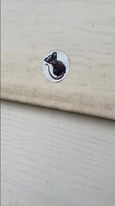 Random Rat Sticker | iPhone 13 Pro Max #iphone13promax