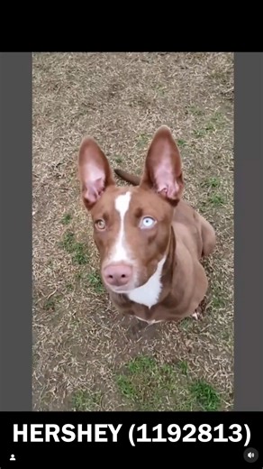 54 reactions · 34 shares | HERSHEY (1192813) *30 DAY DOG*ADOPTION FEE...