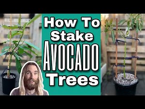 How To Stake Trees - Double and Single Staking Avocado Trees