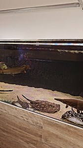 Another shot of Nathan's awesome Gar and stingray monster fish tank. Head over to our YouTube channel to see the full tour tomorrow at 16.00 (link in bio). #aquarium #monsterfish #stingray #monsterfishkeeper #arowana #catfish #datnoid #flyriverturtle #knifefish #aquariumhobby #aquascape #fish #fishtank #fishkeeping #aquatic #aquariums #aquaticelements #tropicalfish #tropicalaquarium #fishkeeper | Aquatic Elements