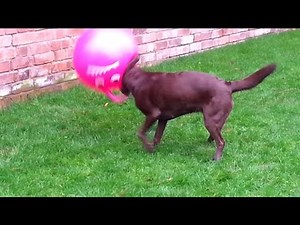 The Space Hopper: A Multi-Species Toy
