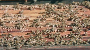 Red pollen laden African bees on top of open commercial hive frames