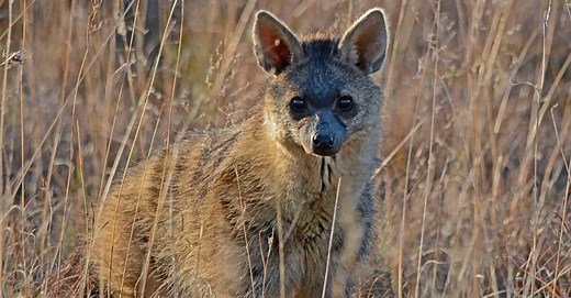 Aardwolf