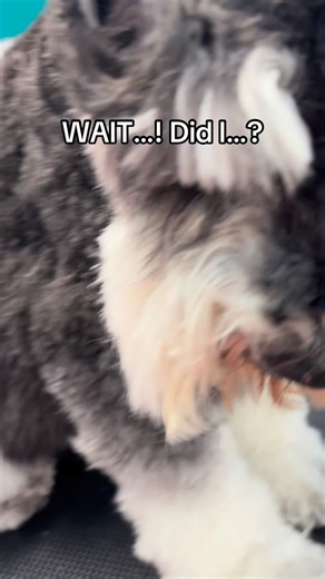 Sierra Draper | It’s okay the pet parents weren’t that mad… #dog #groom #grooming #lol #joke (this is a JOKE and completely DIFFERENT DOGS) | Instagram