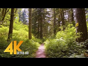 4K Nature Walk with Piano Misic - Peaceful Forest Walk through Iron Horse State Park
