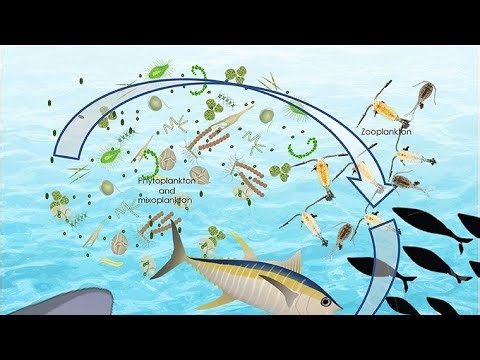 Lecture 13 Bacterioplankton and Adventitious planktons (Limnology)