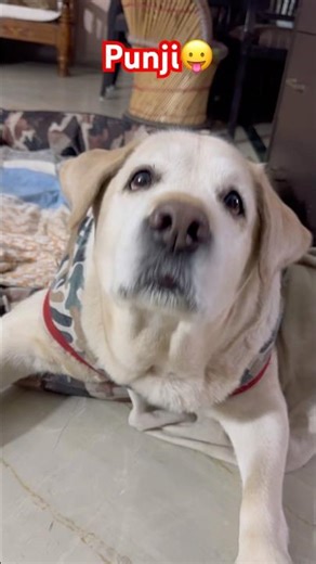 Sahi kaha na….😜 #comedy #punjithelabrador #funnydog #2025 #dogshorts #labrador #cute #petlover
