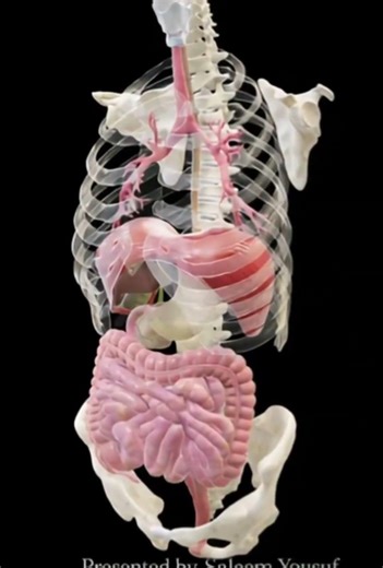 anatomy #animation #medicalbiochemistry #humananatomy #anatomy