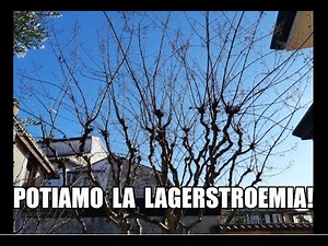 COME E QUANDO POTARE LA LAGERSTROEMIA INDICA - Guida completa! - W&A Gardens: orto e giardino