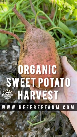 Bee Free Farm: Eco-Agriculture for a Sustainable Future