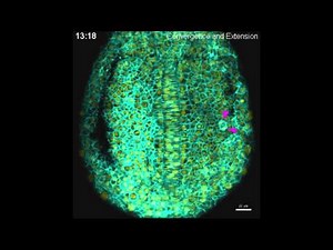 Convergence and extension in zebrafish