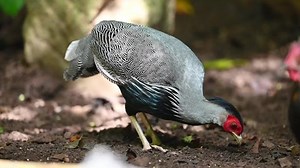 Feu de Siamese (Lophura diardi) La : vidéo de stock (100 % libre de droit) 1094363597 | Shutterstock