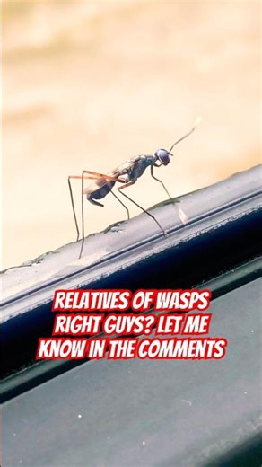 🥶🥶🦟🦂😱😱 relatives of wasps right guys? Let me know in the comments
