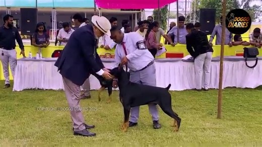 Doberman Speciality | Judged by Mr. Yogesh Tuteja | Bhilai Dog Show 2025 | Doggo Diaries The ring was full of energy as these stunning Dobermans entered with pride and confidence! 💪 A breed born in Germany — founded by Karl Friedrich Louis Dobermann, created for protection, loyalty, and courage. From being a tax collector’s fearless companion to today’s show-ring icon — the Doberman Pinscher stands tall as a symbol of discipline and devotion. 🐕 Explore the fascinating journey of the breed: 🧬 